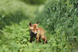 A baby red fox in nature. Protection of wild animals.