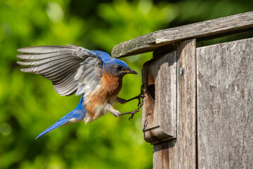 Wall Mural - Male Bluebird near birdhouse