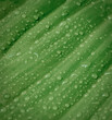 dew drops on green tropical leaf fresh spring. nature background