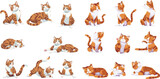 Fototapeta Pokój dzieciecy - Domestic cats sleeping and walking, sitting and playing, happy and sad kitten