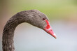 Black Swan (Cygnus atratus) at Lake Morton, Florida, USA