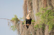 Anhinga (Anhinga anhinga) perched with open beak, Circle B Bar Reserve, Florida, USA