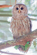 Barred Owl (Strix varia) perched on tree branch, Kissimmee, Florida, USA