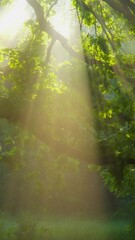 Fototapete - Magical foggy forest. Rays of morning sun make their way through the foliage of tree and fog. Summer in the forest, Vertical Screen 