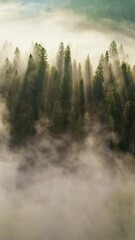 Aufkleber - Sun rays breaking through the trees in light fog. Fabulous morning in the forest. Aerial shot of gorgeous sunny foggy forest. Vertical Screen 