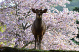 Fototapeta Na sufit - 早朝の奈良公園茶山園地 満開の桜と牡鹿