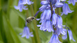 Anthophora plumipes - abeille a pattes plumeuses / poiluesen vol