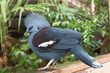 Crowned pigeon (Goura cristata), endemic to New Guinea, close up