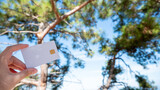 Fototapeta Sport - A white bank card is held in a woman's hand, set against the backdrop of a pine tree and the sky.