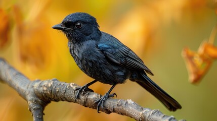 Wall Mural - Detailed sight of a Black Drongo