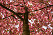 Blick nach oben in einen rosablühenden Kirschblütenbaum, horizontal