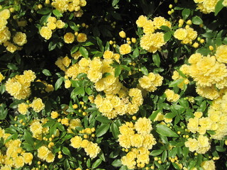 Sticker - Banksia rose