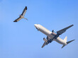 Big stork bird flying encounter with airplane in blue sky 