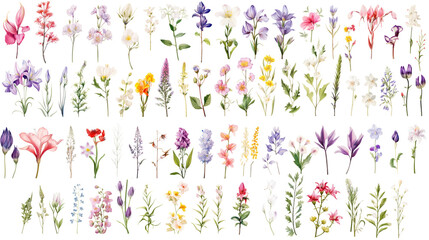 Wall Mural - set of watercolor wildflowers painting isolated on clear png background and transparent background. 
