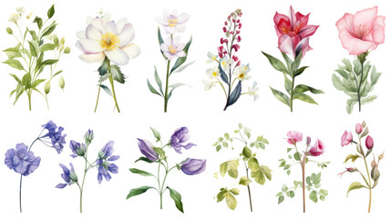 Wall Mural - set of watercolor wildflowers painting isolated on clear png background and transparent background. 