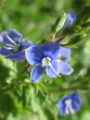 Zbliżenie na błękitne kwiaty rośliny z gatunku Veronica chamaedrys