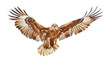 A brown and white bird of prey soars gracefully through the sky