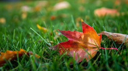 Sticker - Leaves scattered on ground during autumn