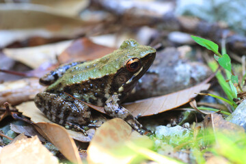 Wall Mural - Ryukyu tip-nosed frog, Ryukyu Island frog, or Okinawa tip-nosed frog (Odorrana narina) is a species of frog in the family Ranidae. It is endemic to Okinawa Island, in the Ryukyu Islands of Japan.