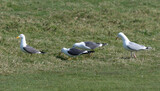 Fototapeta Sawanna - Goéland brun,.Larus fuscus, Lesser Black backed Gull, Goéland argenté,.Larus argentatus, European Herring Gull