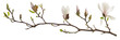 set of magnolia branches, with buds ready to bloom, isolated on transparent background