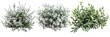 set of oleaster bushes, with silvery leaves, isolated on transparent background