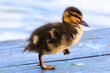cute mallard duckling walking near pond