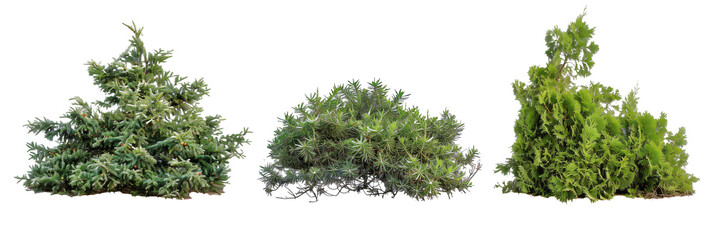 set of juniper bushes, varying from low ground covers to tall screens, displaying their adaptability, isolated on transparent background