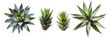 set of spiky agaves, ideal for dry landscapes, showcasing their drought-resistant features, isolated on transparent background