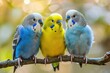 Family of Three Budgies: Lovebirds and Budgerigar Parakeet in Isolated Setting - Small Parrot in Blue and Yellow 