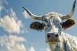 Mooing Horned Cow with Funny Expression and Stretching Neck, on Blue Background