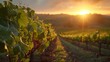 Sunrise at Organic Vineyard with Dew-Kissed Grapes

