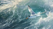 Agile Tern Swooping Gracefully Over The Ocean Waves, Its Sleek Form A Study In Aerodynamic Efficiency.