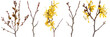 set of witch hazel bushes, each showcasing their unique, fragrant winter blooms, isolated on transparent background