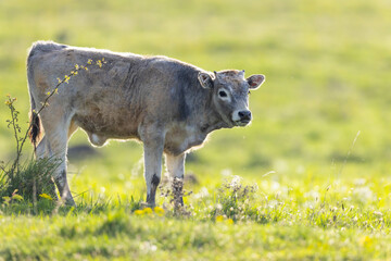 Cows on pasture in spring landscape, Slovakia