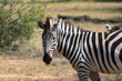 Zebra on grassland in the African national park in Botswana. Grevy's zebra stands in the grass in its natural habitat. Okavango Delta, Botswana, Africa.