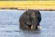 African bull elephant enjoys a long and refreshing swim in the fresh water of the Chobe River. Chobe National Park, Botswana