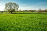Fototapeta Pomosty - Willow and green field