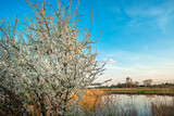 Fototapeta Pomosty - A white flowering tree next to the pond