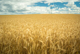 Fototapeta Pomosty - A huge field with golden grain and clouds in the sky