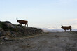 Backlit mountain cattle