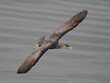 Closeup of a big cormorant in flight over water