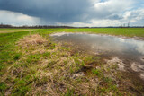 Fototapeta Pomosty - Rain cloud over a wet meadow
