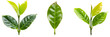 set of tea plants (Camellia sinensis), each with unique leaf textures, isolated on transparent background