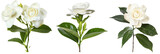 set of gardenia plants, with white blooms, isolated on transparent background