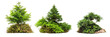 set of dwarf conifers, compact and sculptural, isolated on transparent background