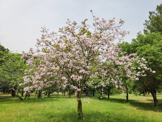 Wall Mural - A flowering orchid tree (Bauhinia variegeta) in springtime