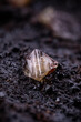 rare Wardite crystal from Rapid Creek, Dawson, Yukon, Canada. macro photography detail texture background. close-up raw rough unpolished semi-precious gemstone 