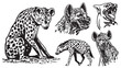 Graphical set of hyenas on white, ink pen illustration, tattoo , logo, design for printing	
