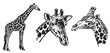 Set of giraffes on white background,vector illustration. African animal	